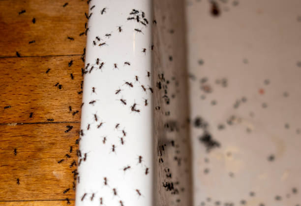 Best Exterminator Services  in Belleair Bluffs, FL