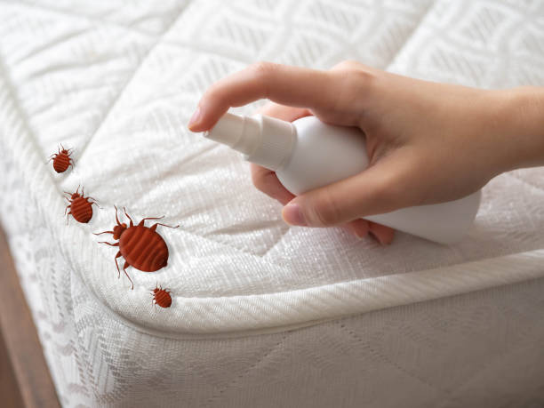 Best Ant Control Services  in Belleair Bluffs, FL