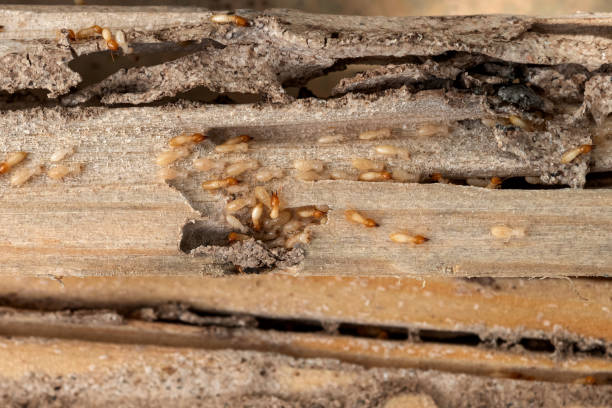 Best Pest Removal Services  in Belleair Bluffs, FL