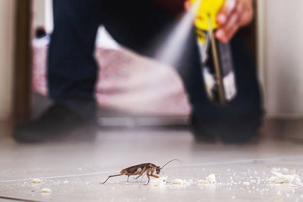 Best Rat Extermination Near Me  in Belleair Bluffs, FL